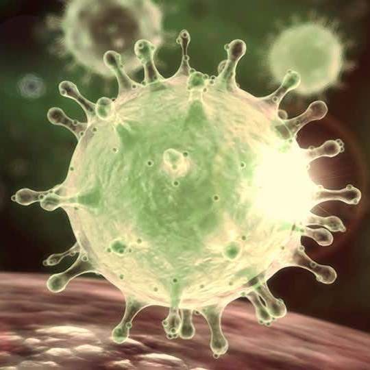 Feline Coronavirus (FCoV)