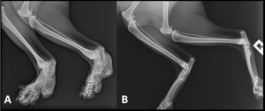 Osteochondrodysplasia