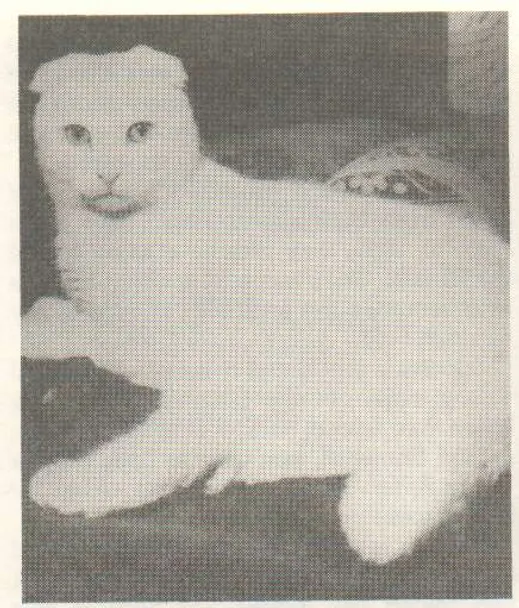 Susie 1st Scottish Fold Cat 2